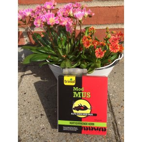 Musekorn 60 gr trinol